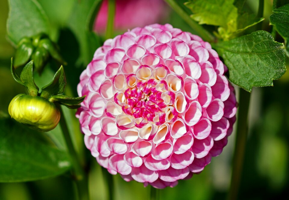 Ball roly-poly pink flower