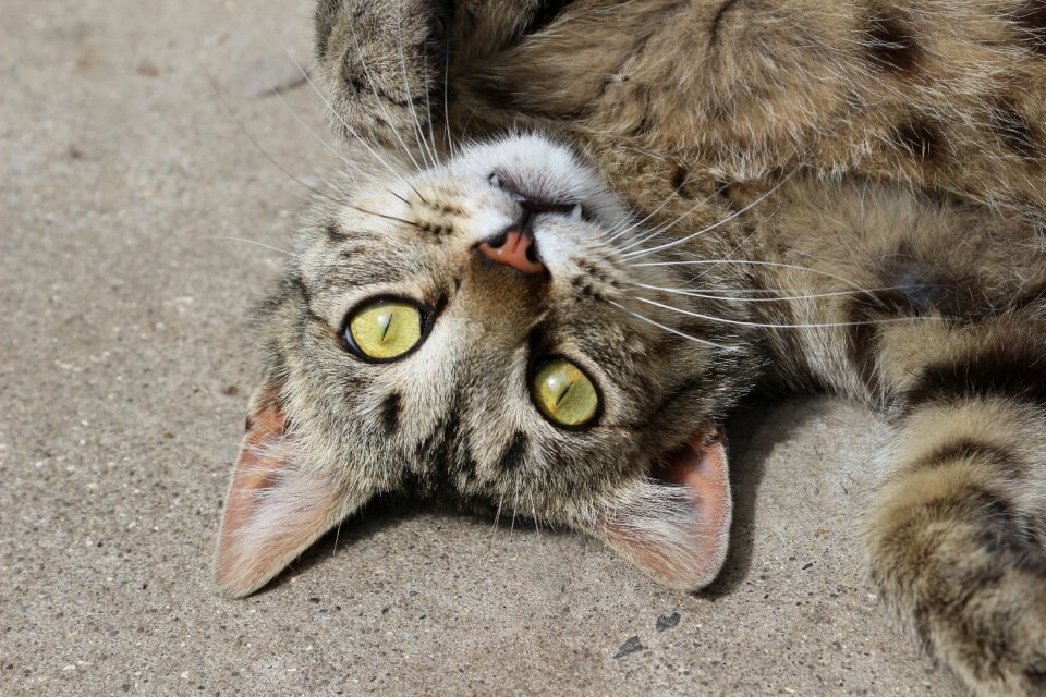 Cat eyes animal