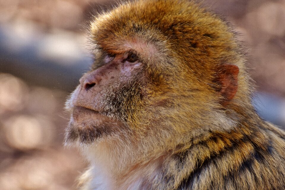 Animal wild animal zoo
