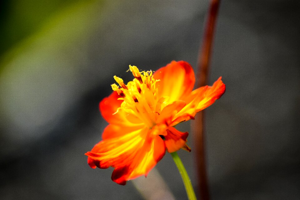 Plant orange blossom