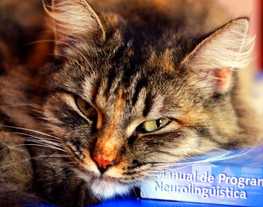 Soninha author cat