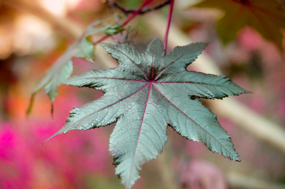 Gardening botanical leaf