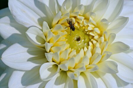 Blossom bloom dahlia garden