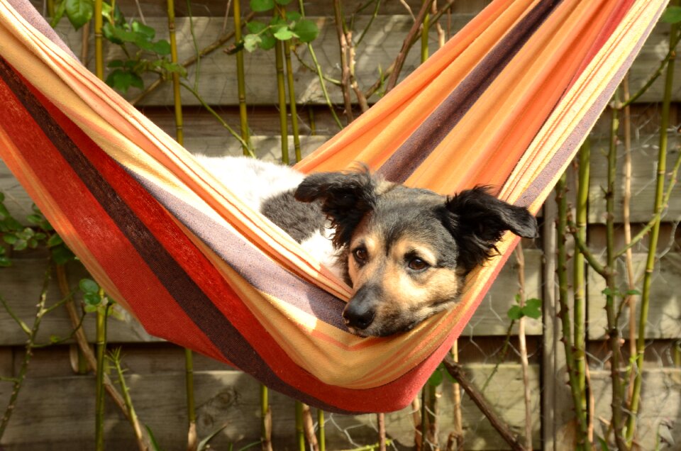 Frieze pet hammock