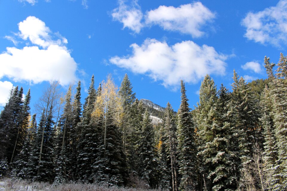 Wasatch mountains hiking pine trees