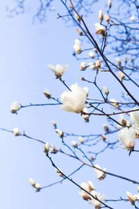 Blossom blooming flowers bloom