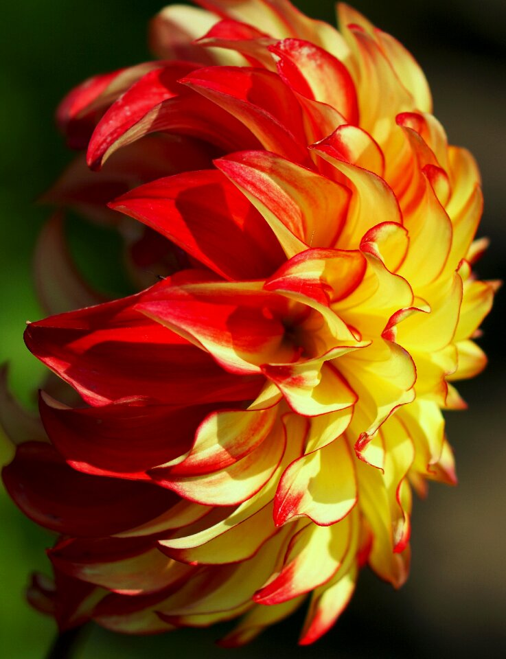 Blossom bloom flower