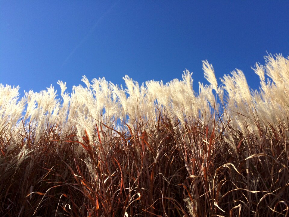 Blue midwest landscape