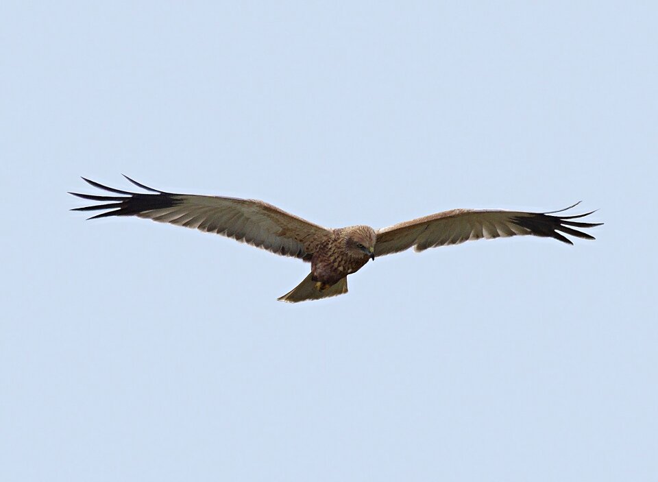 Birds falco predator
