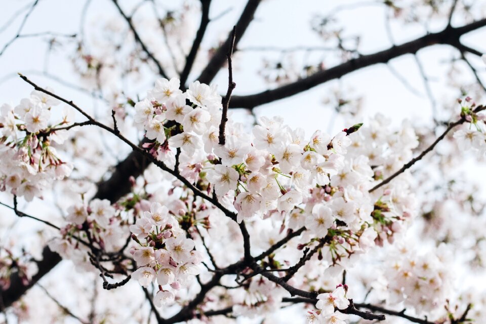 Blossom blooming flowers bloom