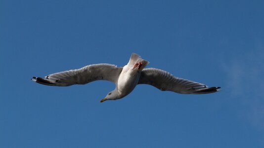 Birds seagull gull photo