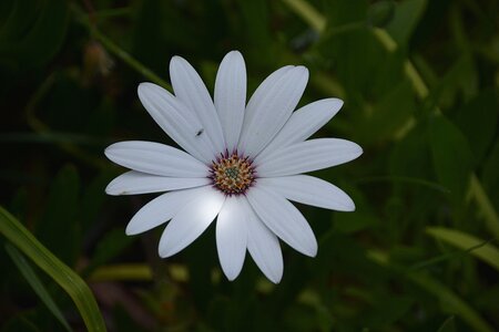 Nature white flower petals photo