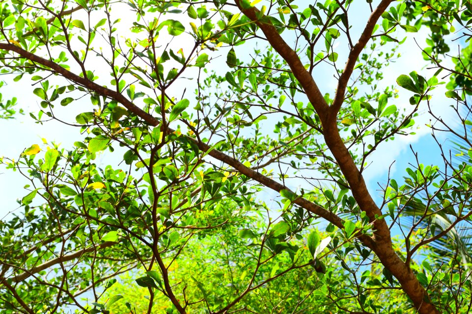 Green leaf summer