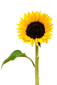 Nature yellow flower bloom