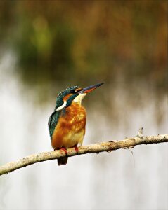 Kingfisher female birds photo