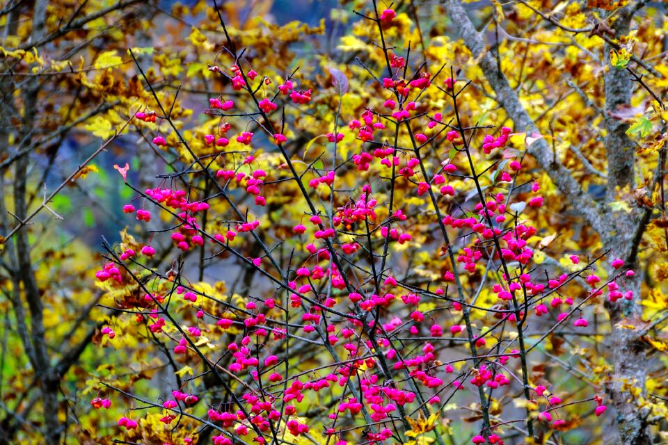 Euonymus europaeus fusaria shrub