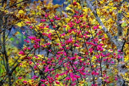 Euonymus europaeus fusaria shrub