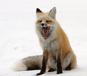Yawning sitting nature