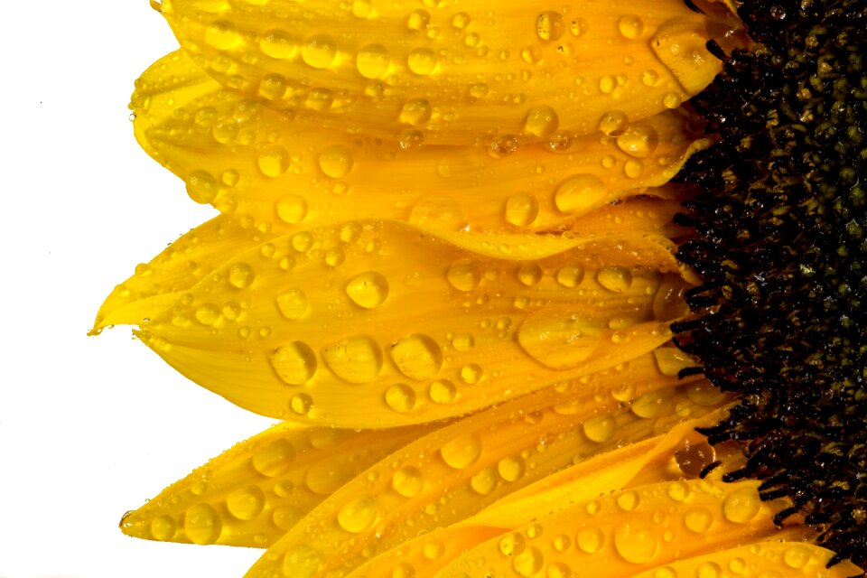 Nature yellow flower bloom