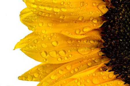 Nature yellow flower bloom