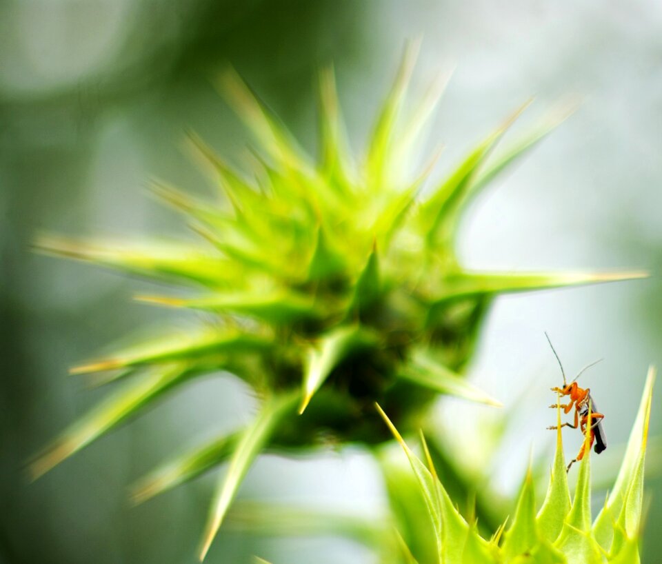 Insect grillo campaign