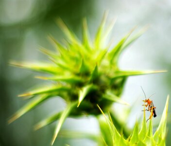 Insect grillo campaign