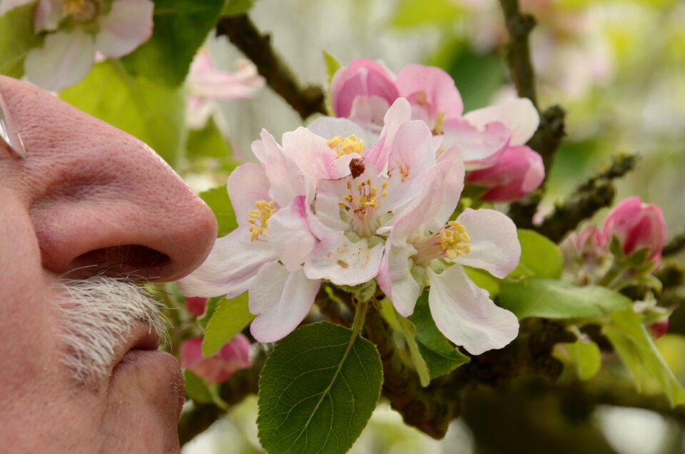 Blossom flora spring