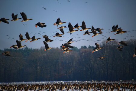 Migratory birds swarm geese