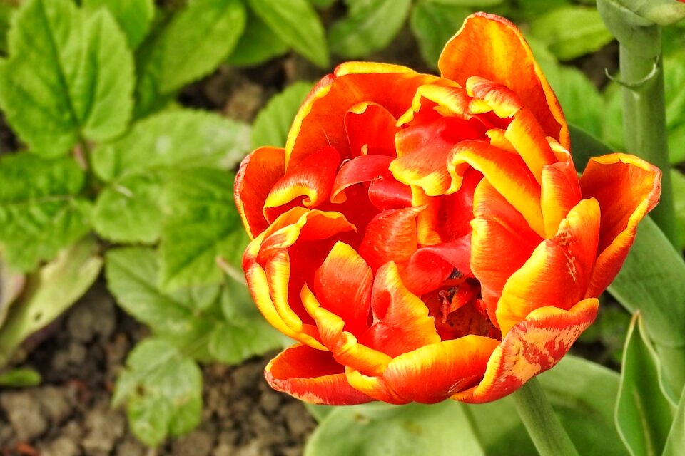 Garden blossom bloom