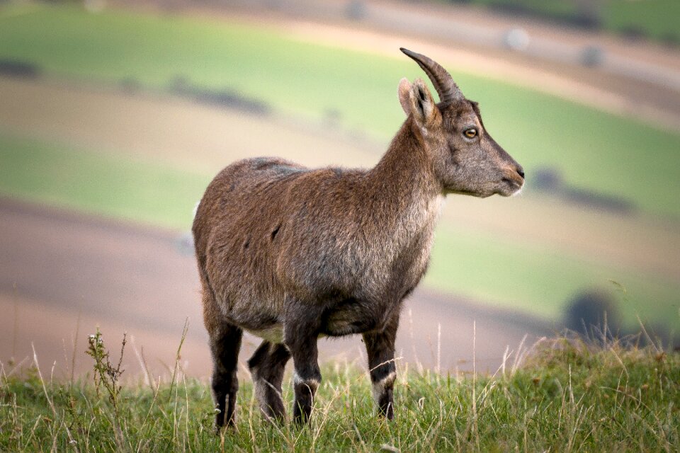 Alpine wild animal mountains
