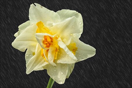 Narcissus pseudonarcissus wet spring photo