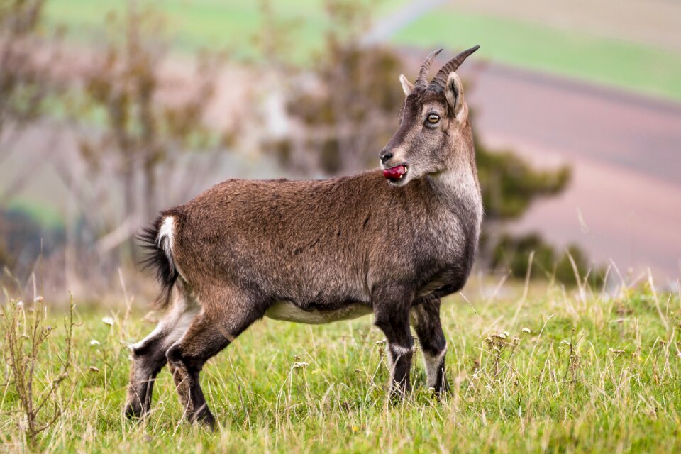 Alpine wild animal mountains