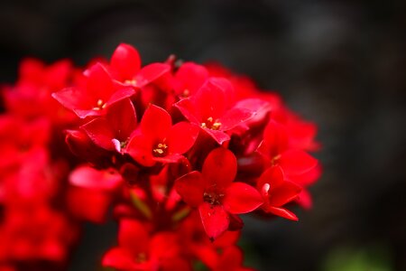 Flower plant red photo