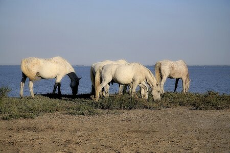 Equine animals white horse photo