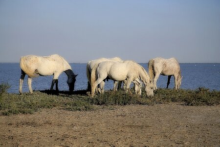 Equine animals white horse