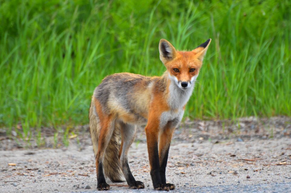 Nature animal wildlife