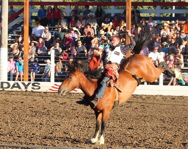 Bucking bronco bucking western