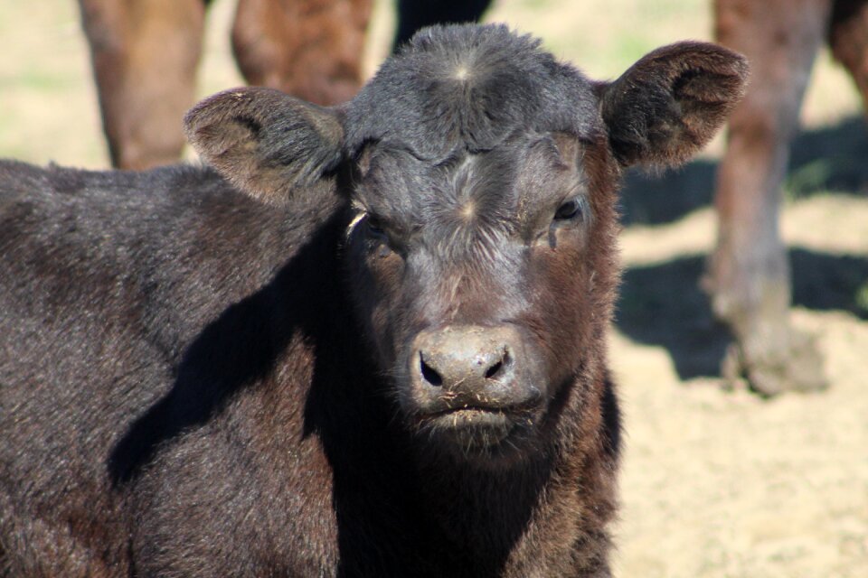 Farm agriculture livestock black