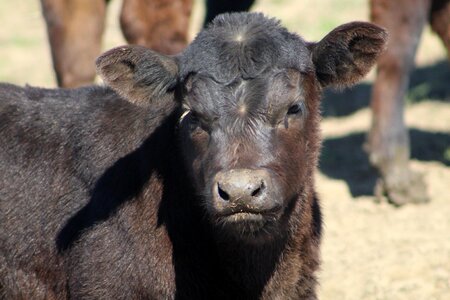 Farm agriculture livestock black