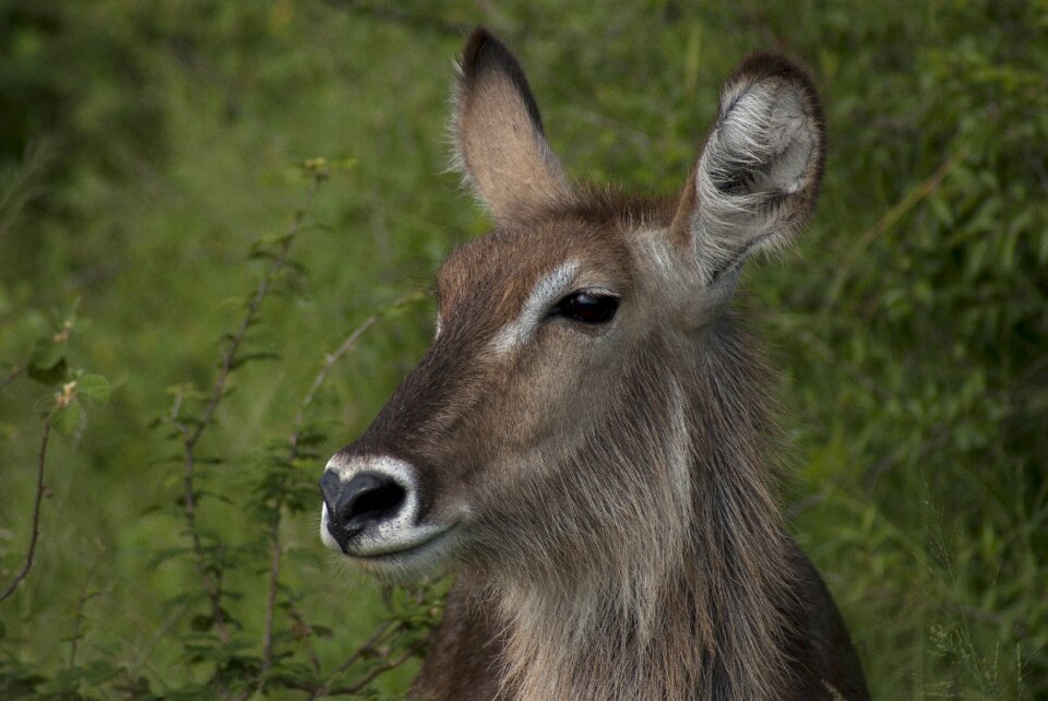 Buck waterbuck herbivore