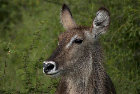 Buck waterbuck herbivore