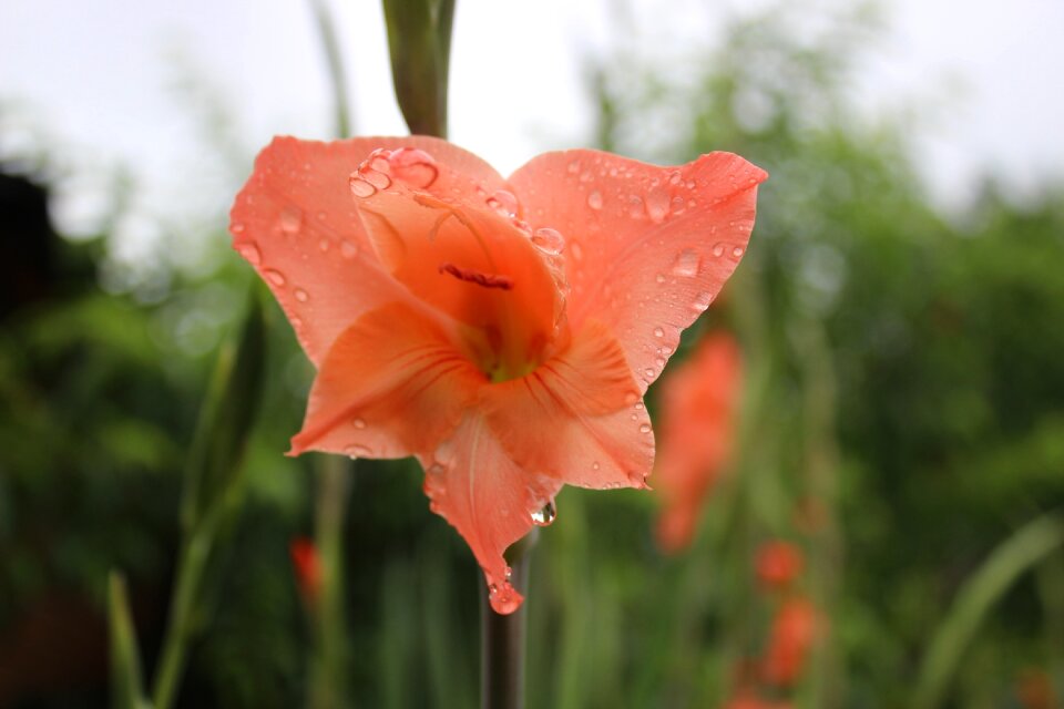 Flower plant water drops