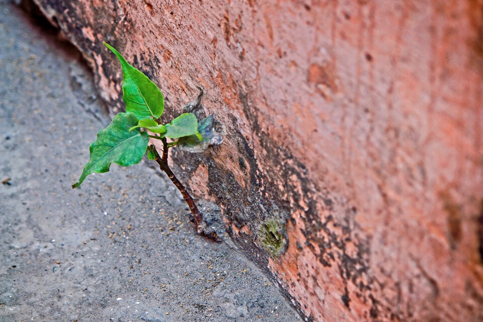Green leaf life