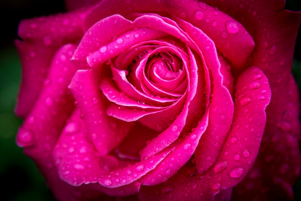 Petal romance romantic
