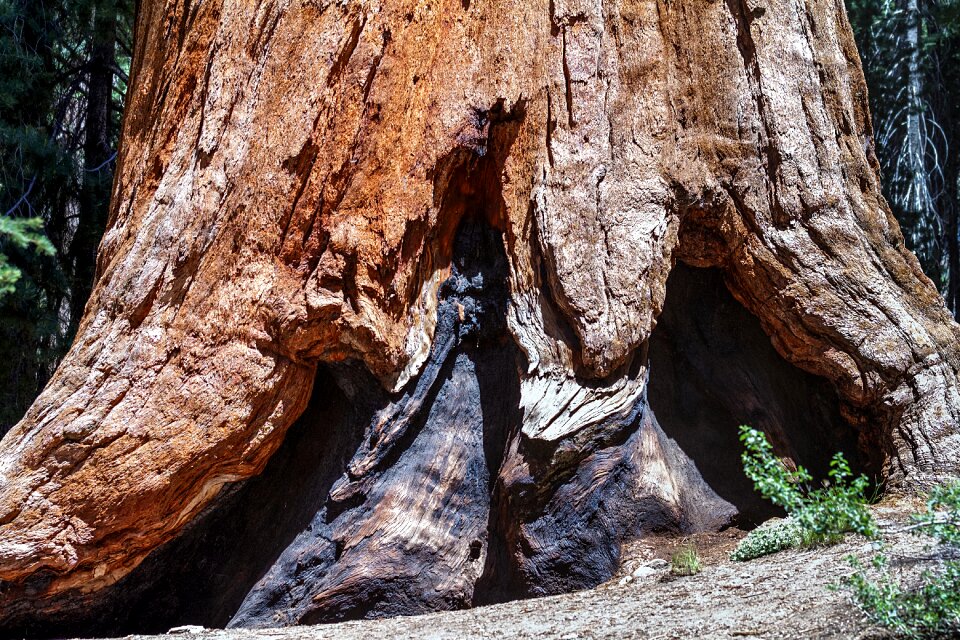 California sequoia usa