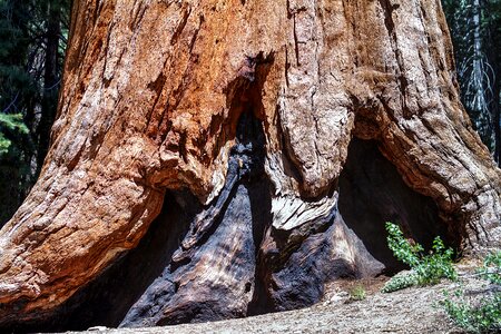 California sequoia usa photo