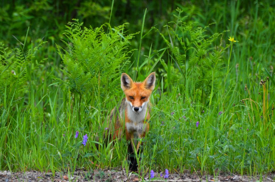 Nature animal wildlife