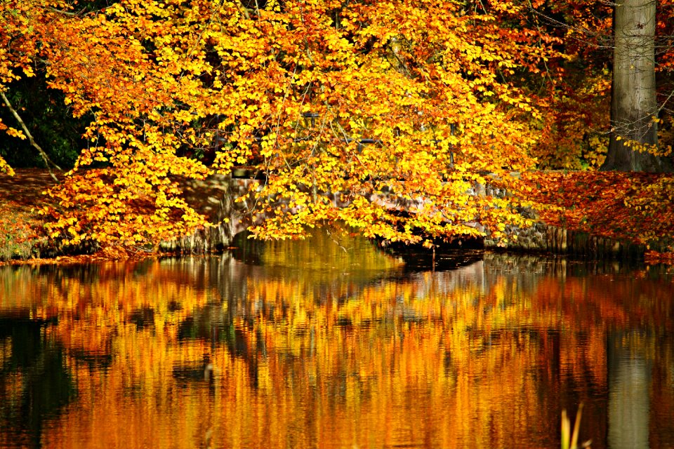 Autumn colours leaves fall leaves