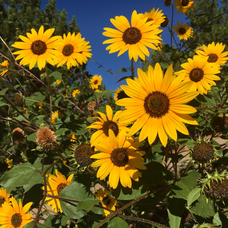 Bright summer flower
