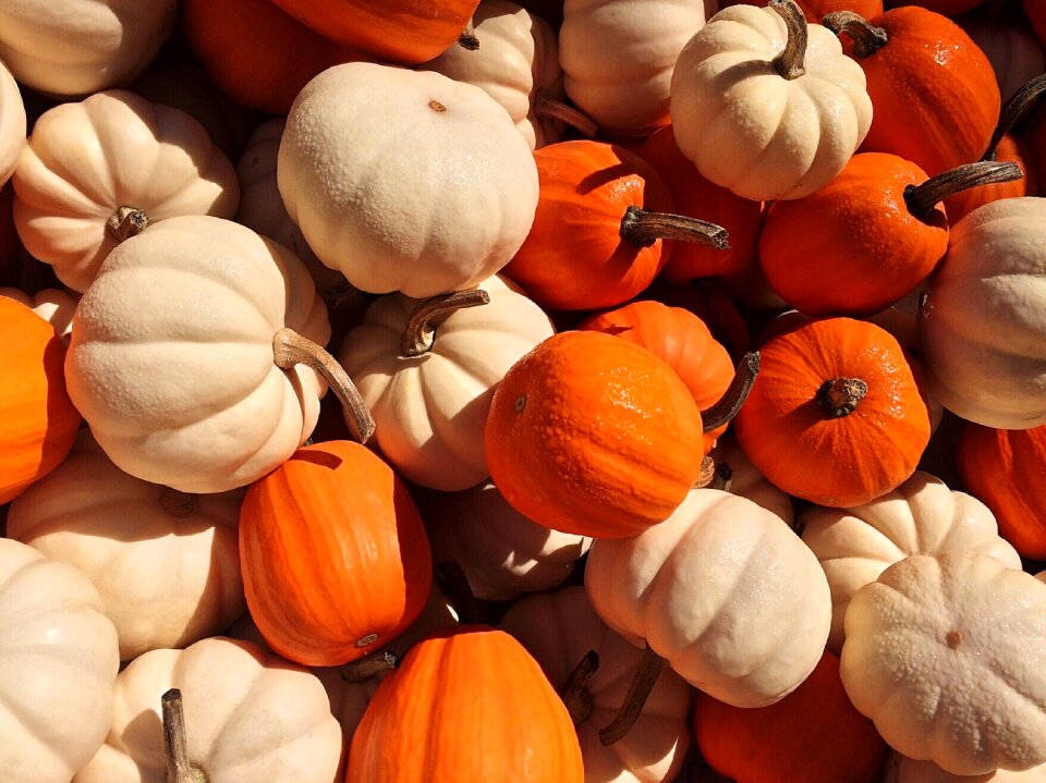 Orange halloween harvest